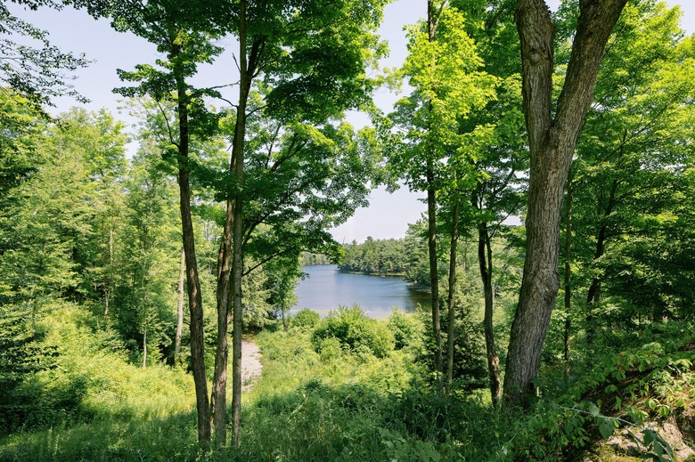 Cabinscape forest and lake