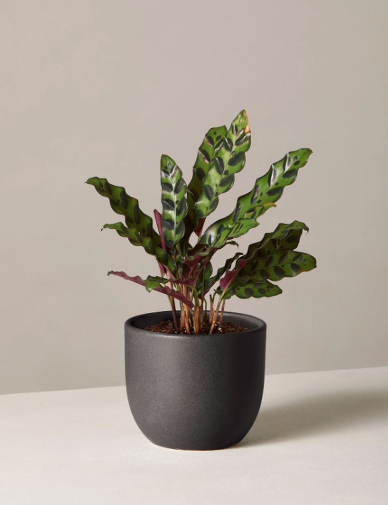 the sill rattlesnake