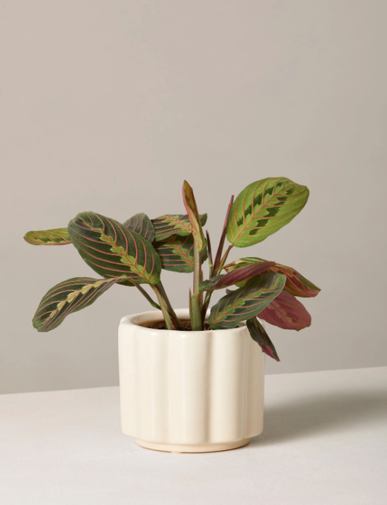 the sill maranta plant