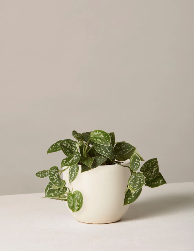 the sill silver philodendron