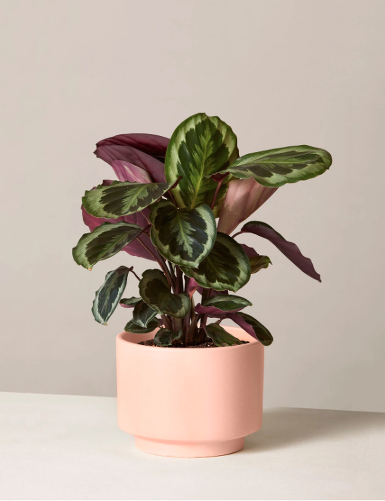 the sill medallion calathea