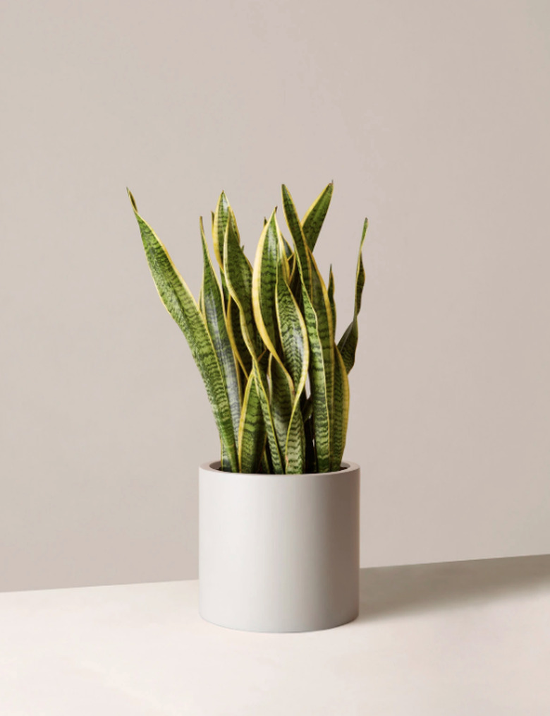 the sill large snake laurentii