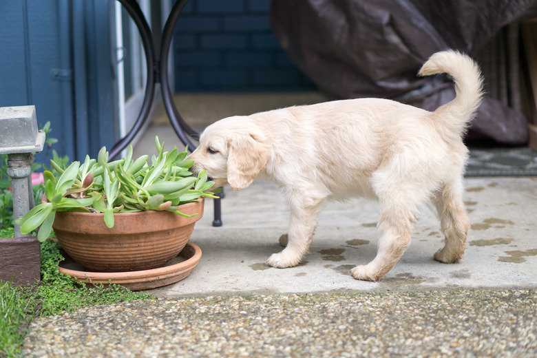 Cute puppy eating plant in pot