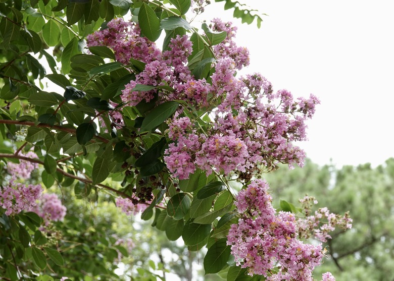 Crepe Myrtle in Bloom