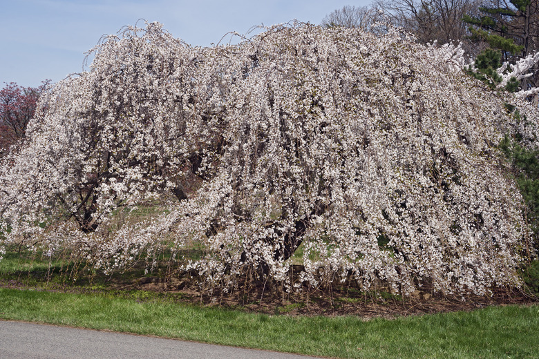 Weeping Yoshino cherry tree in blossom