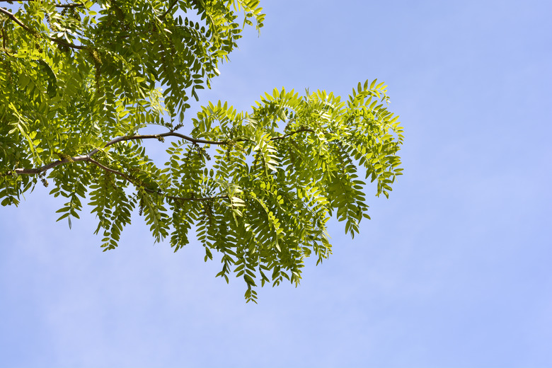 Thornless Honey locust