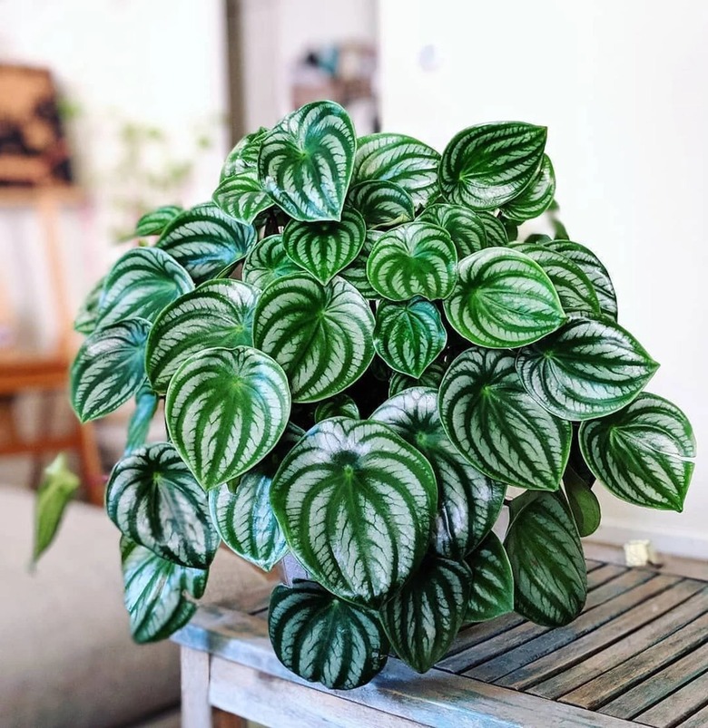 watermelon perperomia plant