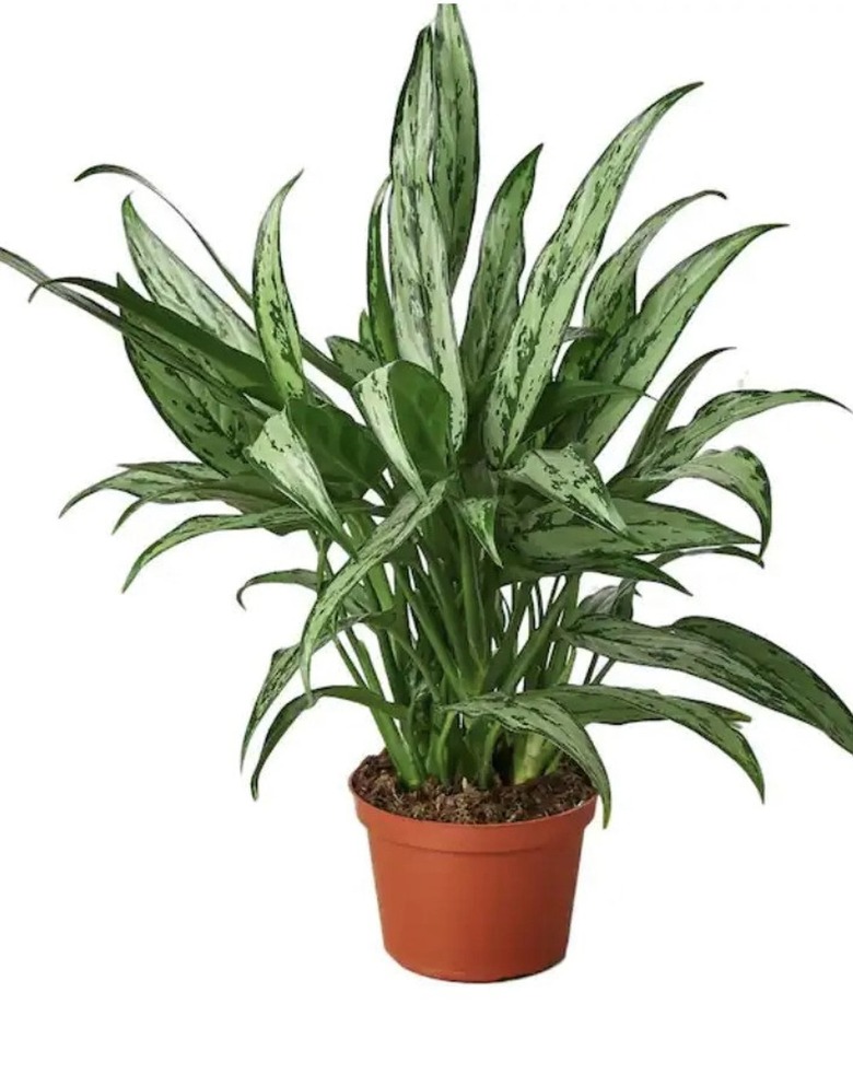 Chinese evergreen in terra cotta-colored pot