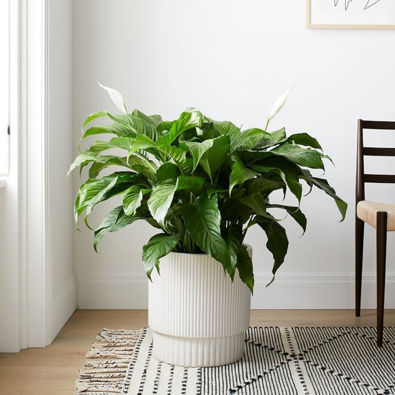 large peace lily or spath plant in white planter