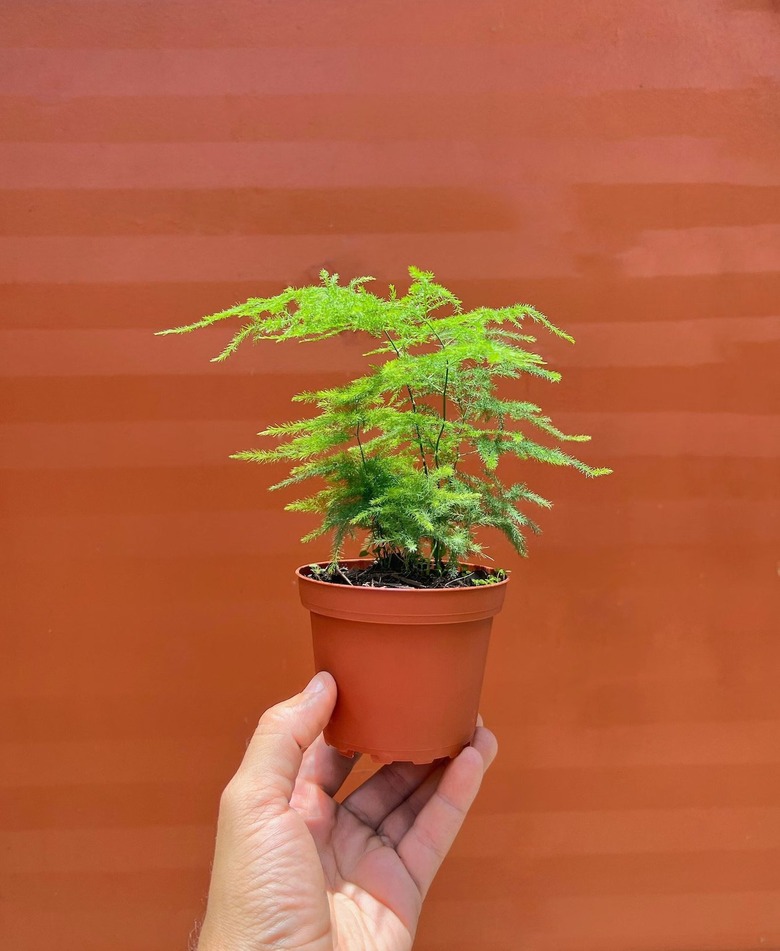 small asparagus fern in terra cotta-colored pot