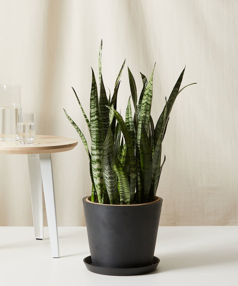 large snake plant in black pot