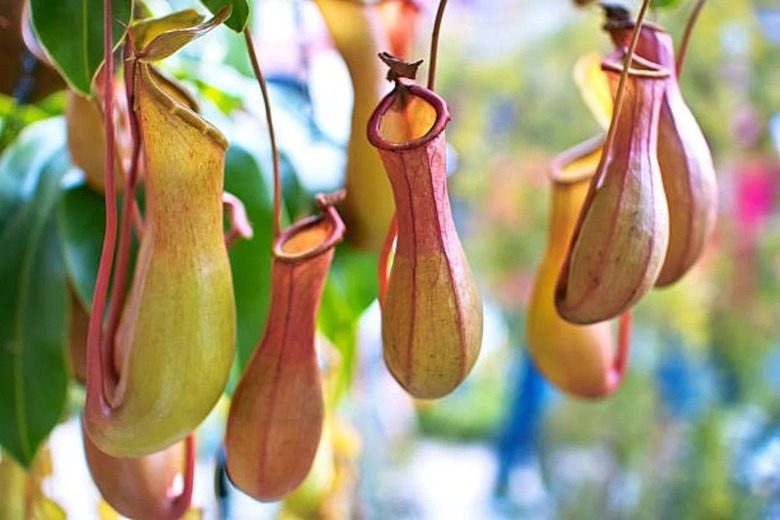 hanging pitcher plants in outdoor setting