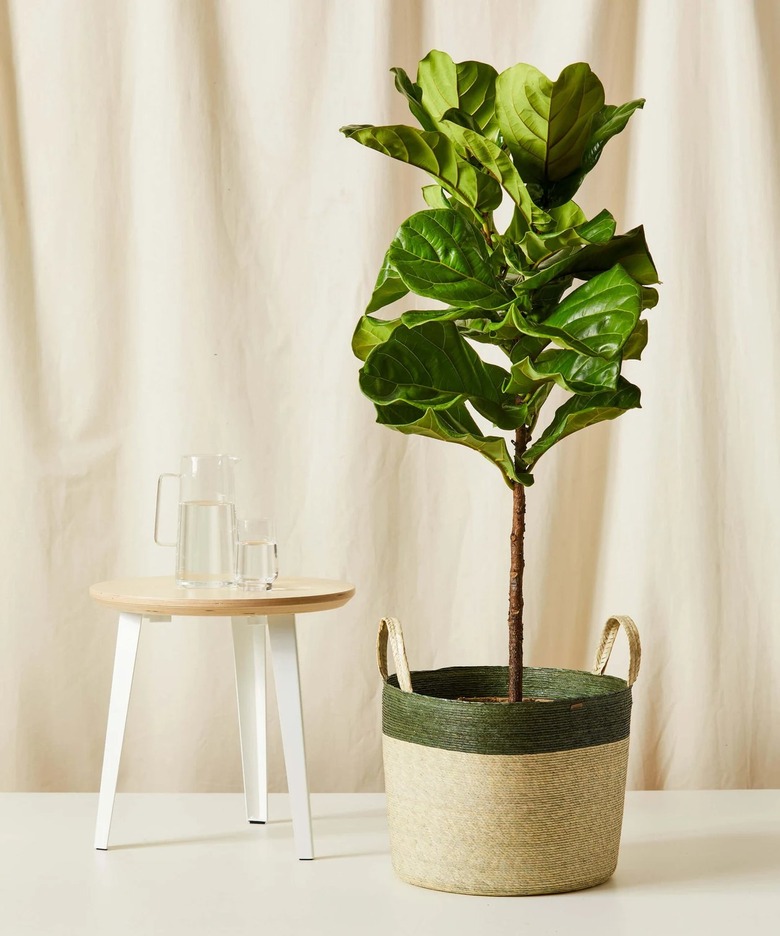 large fiddle-leaf fig tree in woven pot