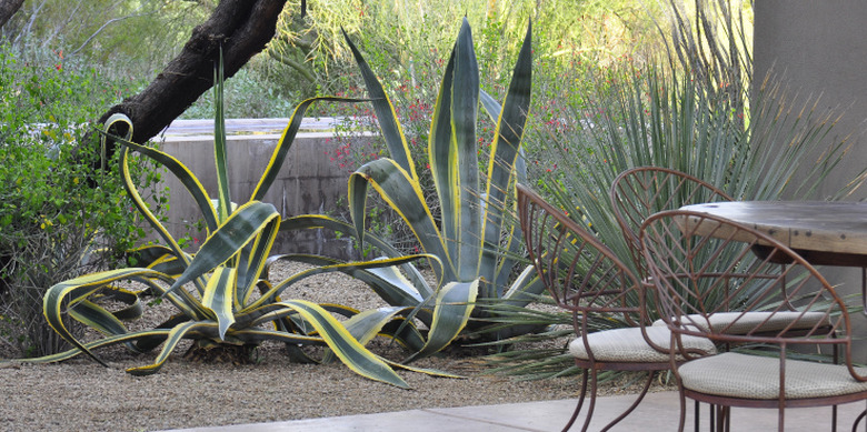 Table and chairs and agaves.