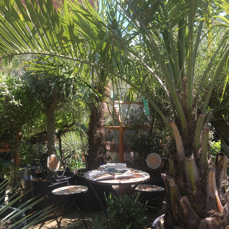 Table under palm tree.