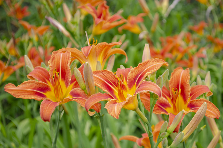 Close up of a single orange day lily