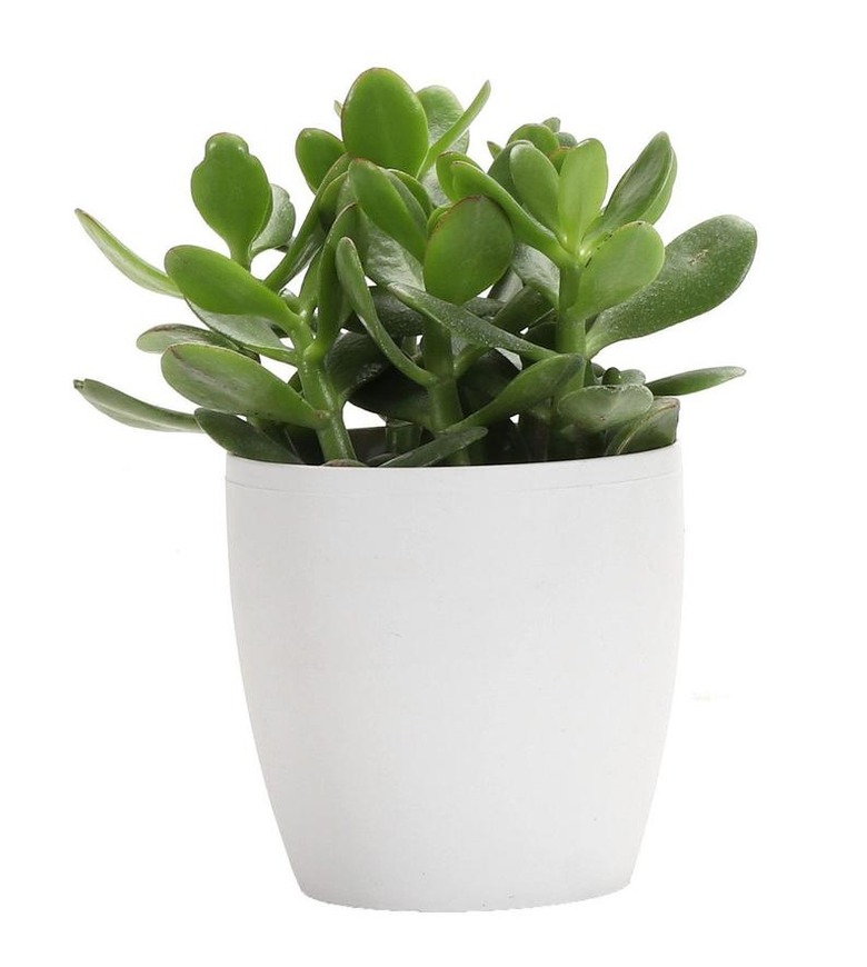 Jade Plant