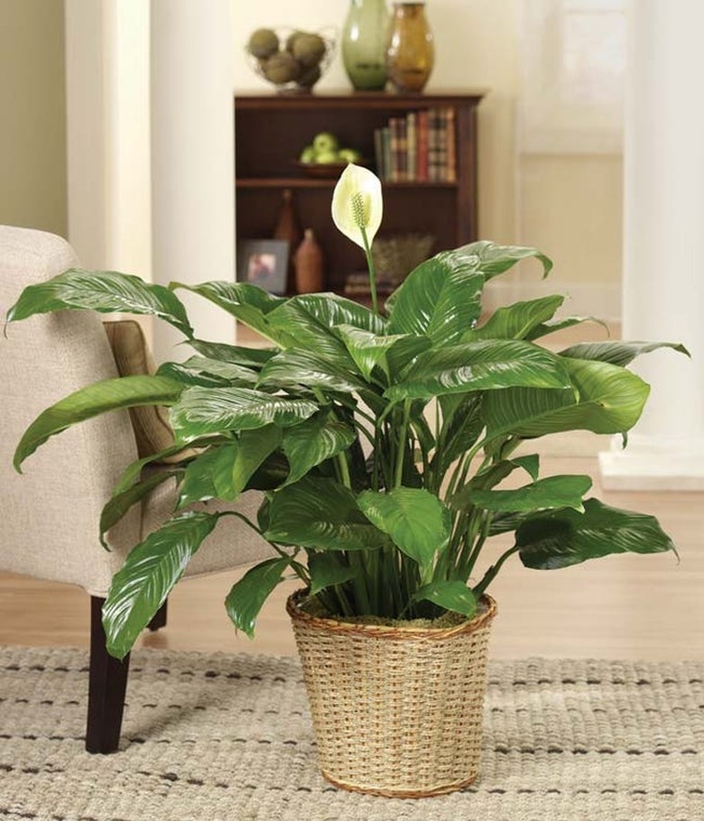 Peace Lily