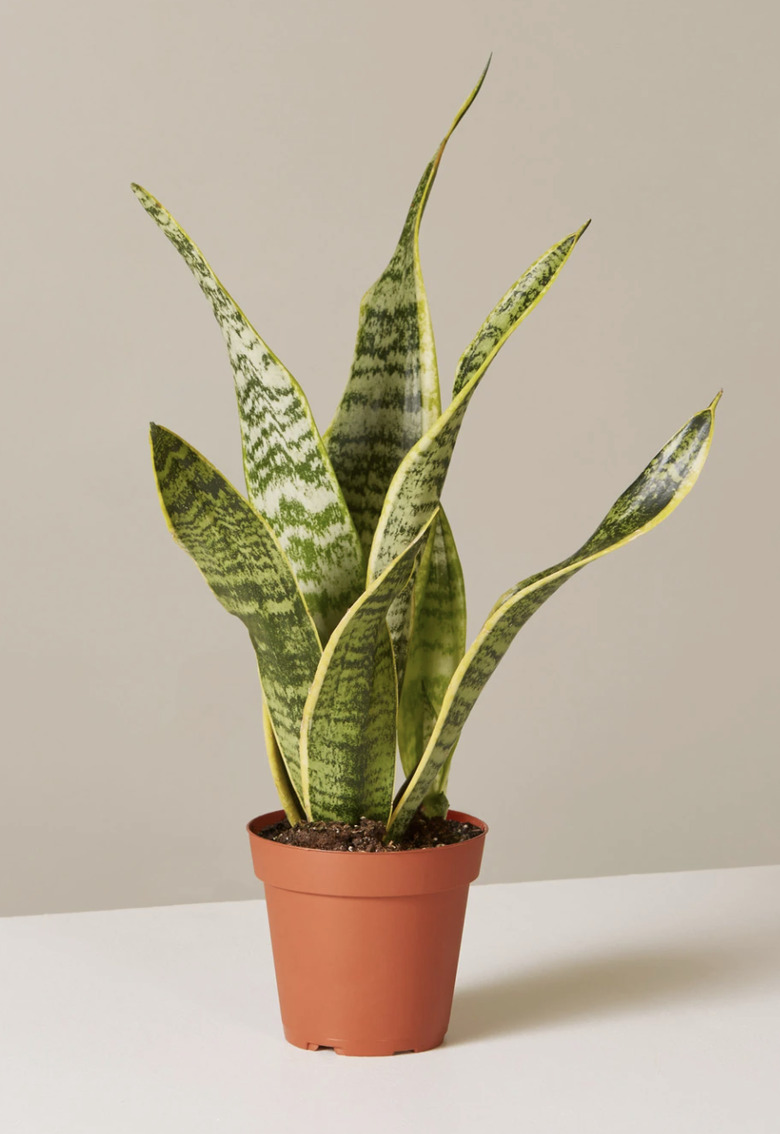 Snake Plant