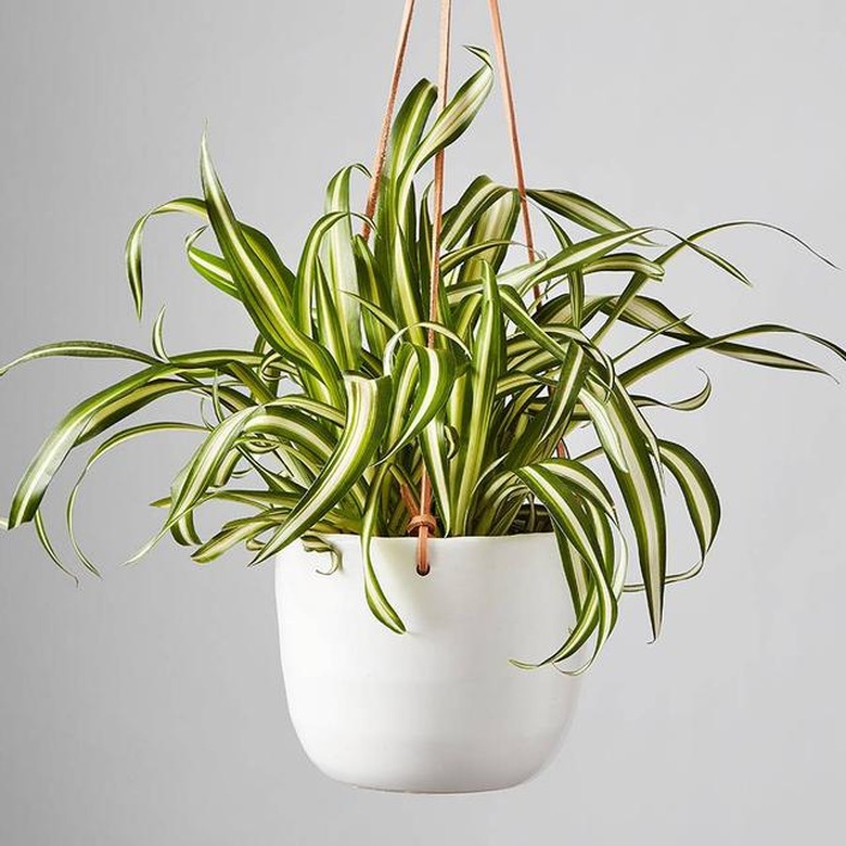 spider plant