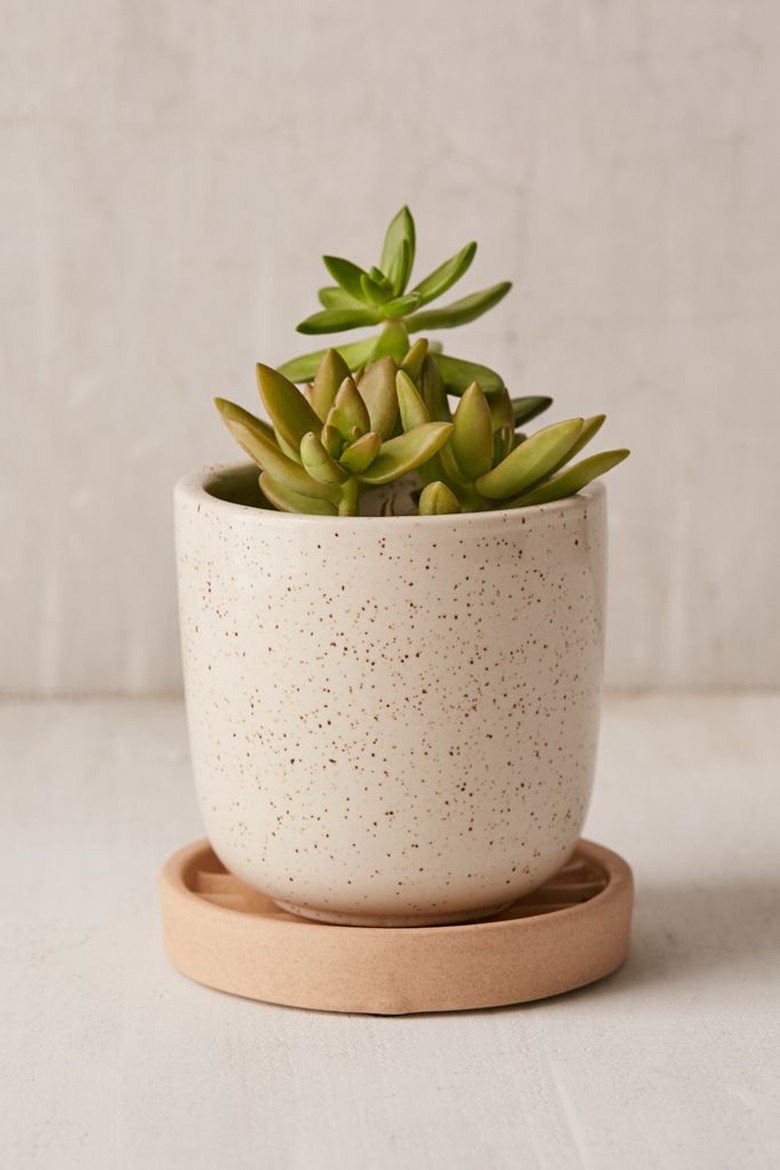 planter with drainage and plant