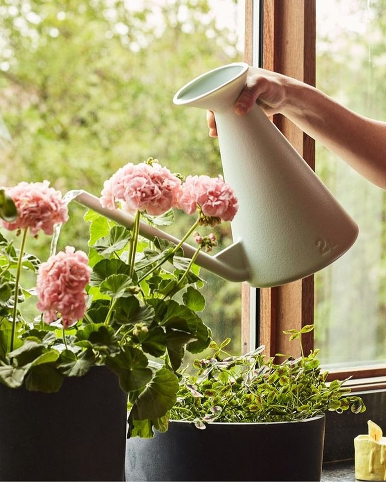 person holding watering can over flowers