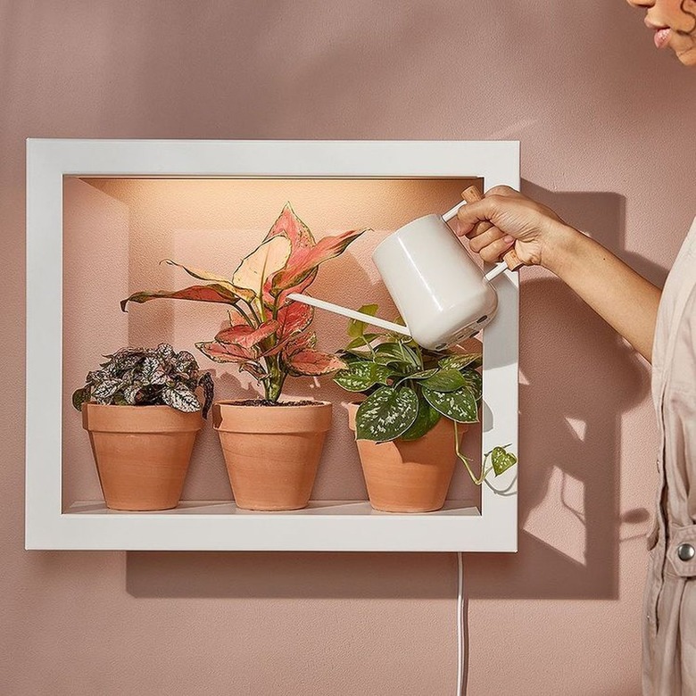 person watering plants near blush wall with white watering can