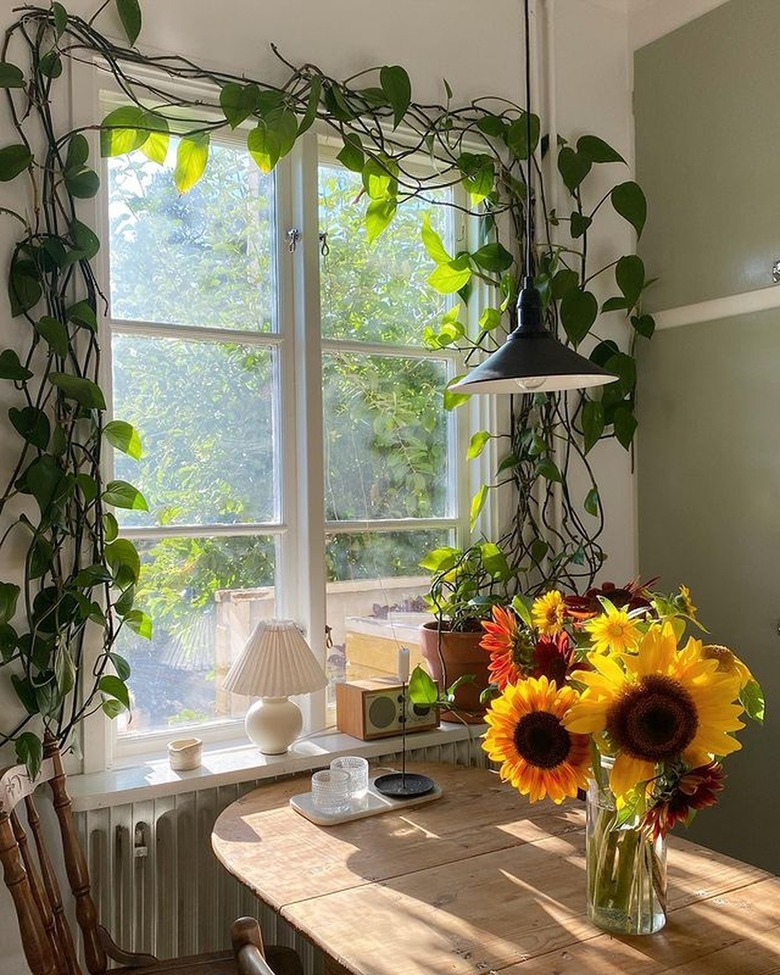 kitchen window surrounded by vines