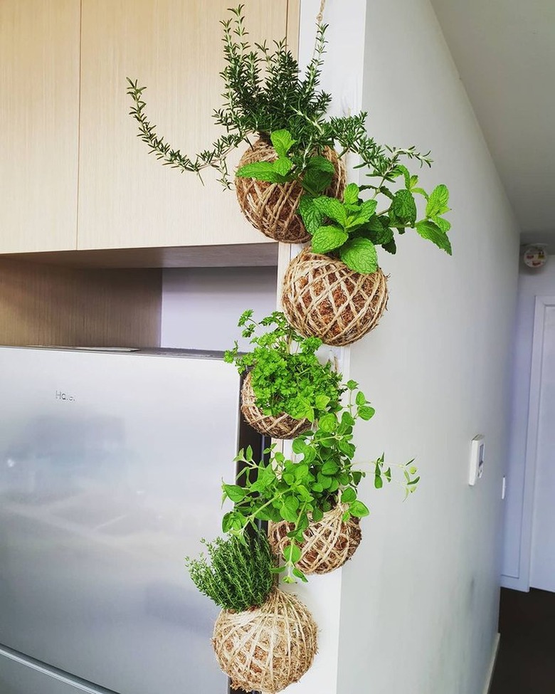 kokedama