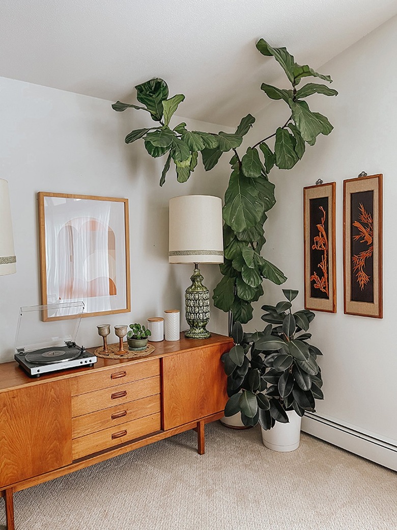 Fiddle Leaf Fig plant with a wood sideboard
