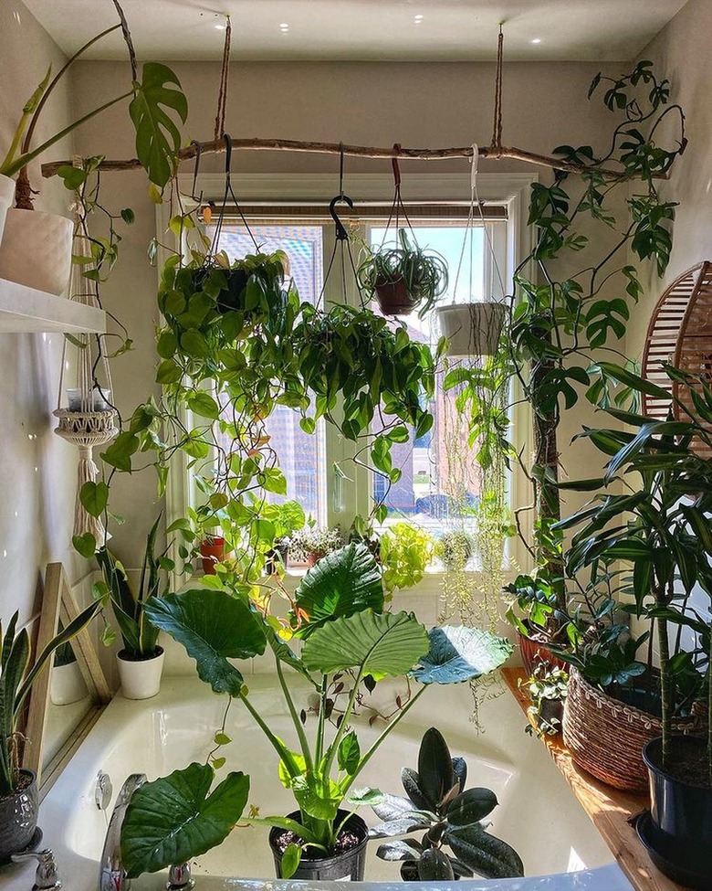 bathtub with plants above