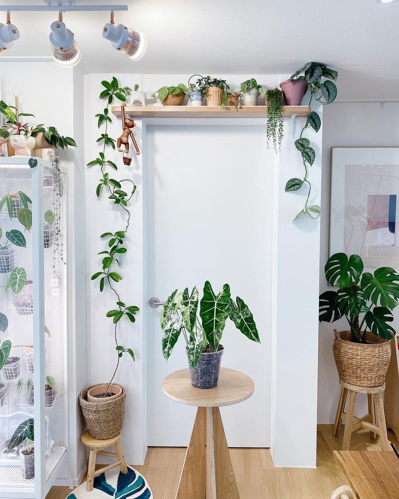 doorway in white room with plants on shelf above it