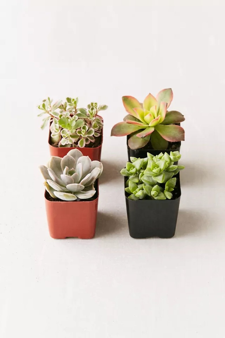 four small succulents