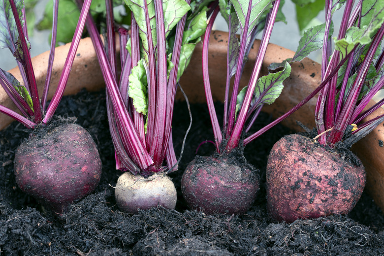 Wonky beetroot