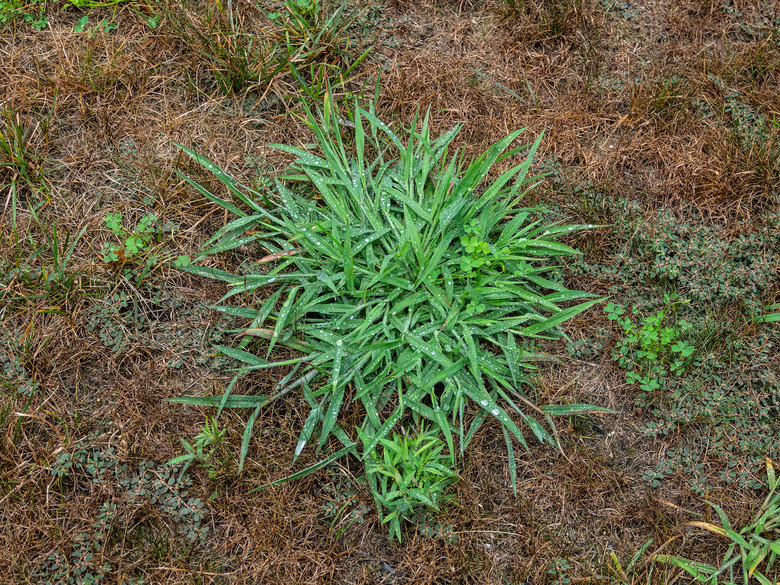 Patch of crabgrass.