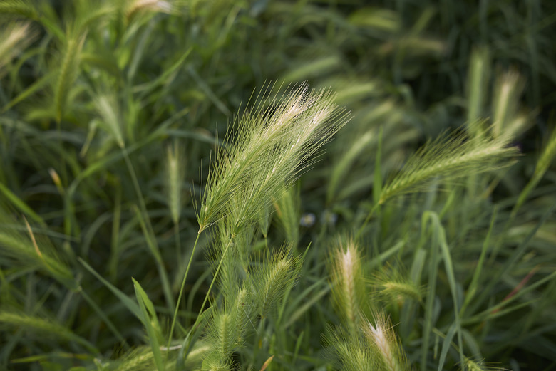 Foxtail Hordeum murinum