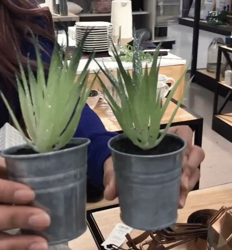 Glittery Tabletop Succulents