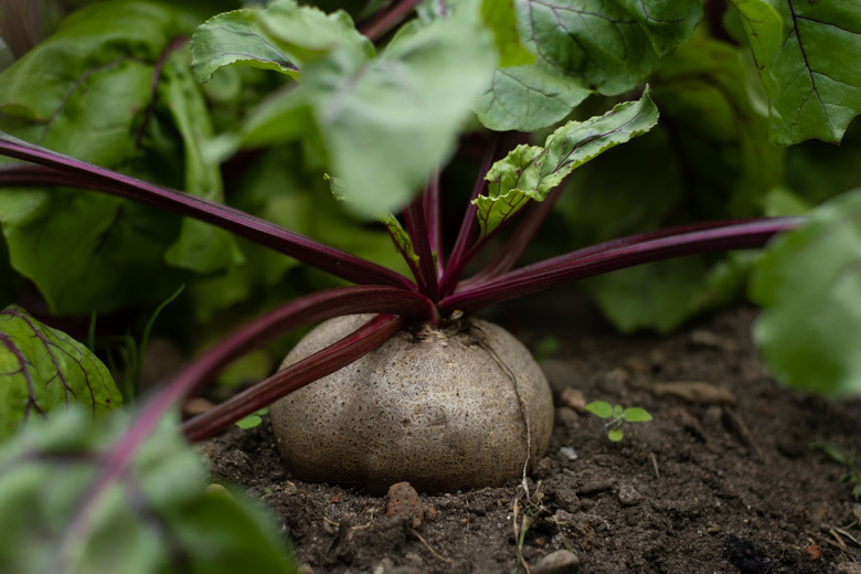 Beet in the garden