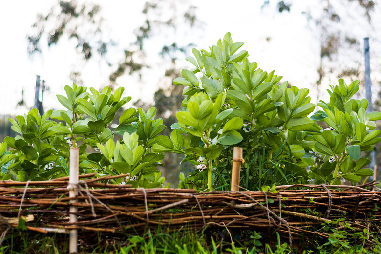 broad beans plants in a terrace made with logs