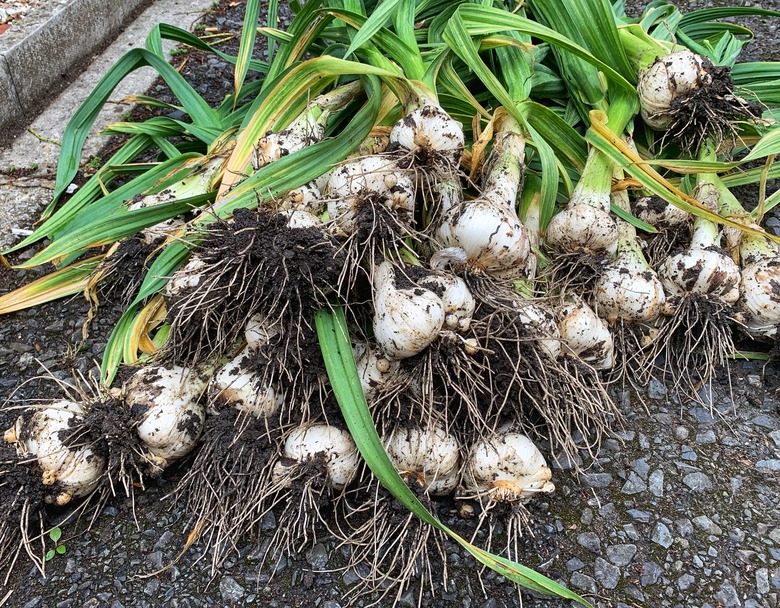 Harvest day Organic elephant garlic Home grown