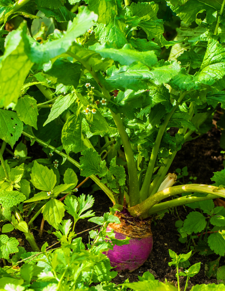 Close up of rutabaga Brassica napobrassica