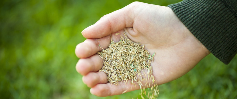 Planting grass seed.