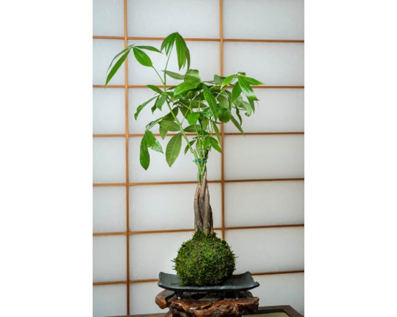 Money Tree with root ball on table in front of wall screen