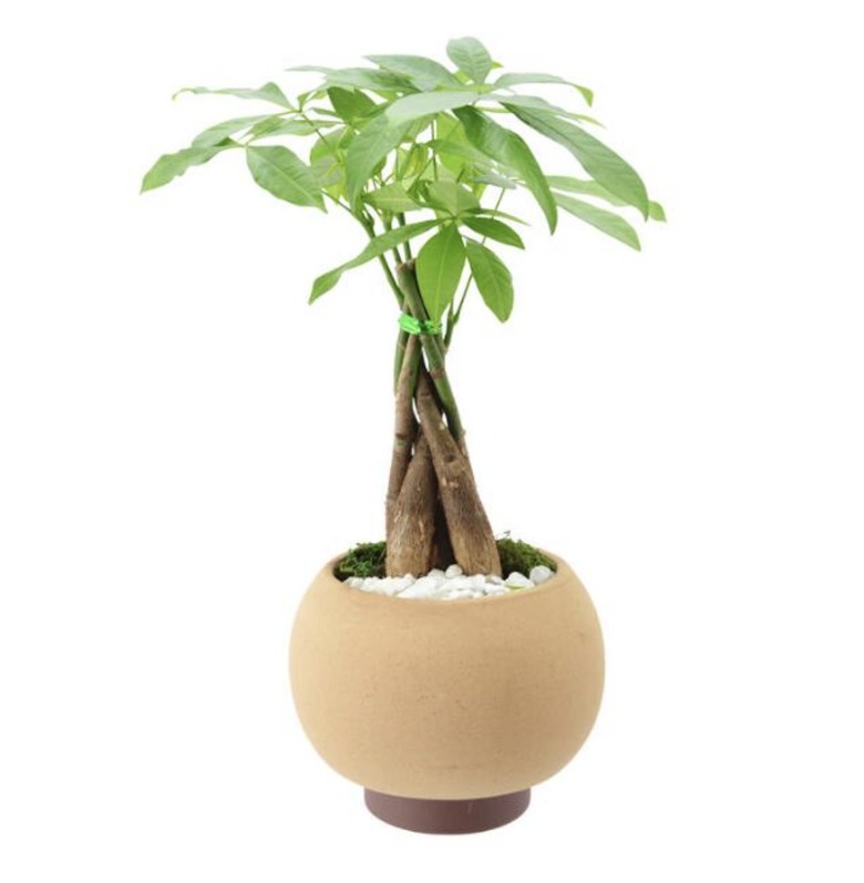 Money tree in beige pot