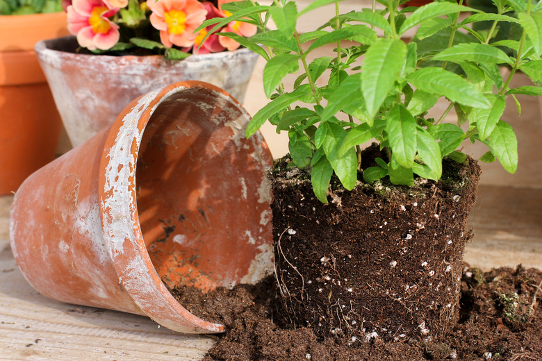 Verbena with clay pot