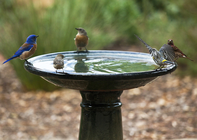 4 different species of birds perched on the edges of a birdbath during a drought—can't we all just get along—part of a series