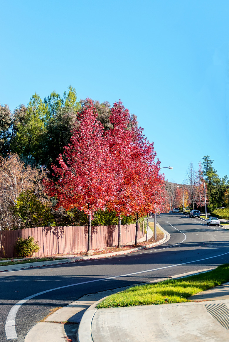 Fall foliage colors in suburban California street