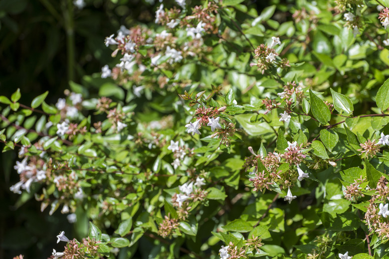 Glossy abelia