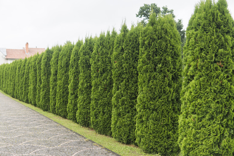 Green hedge of thuja trees. Green hedge of the tui tree. Nature