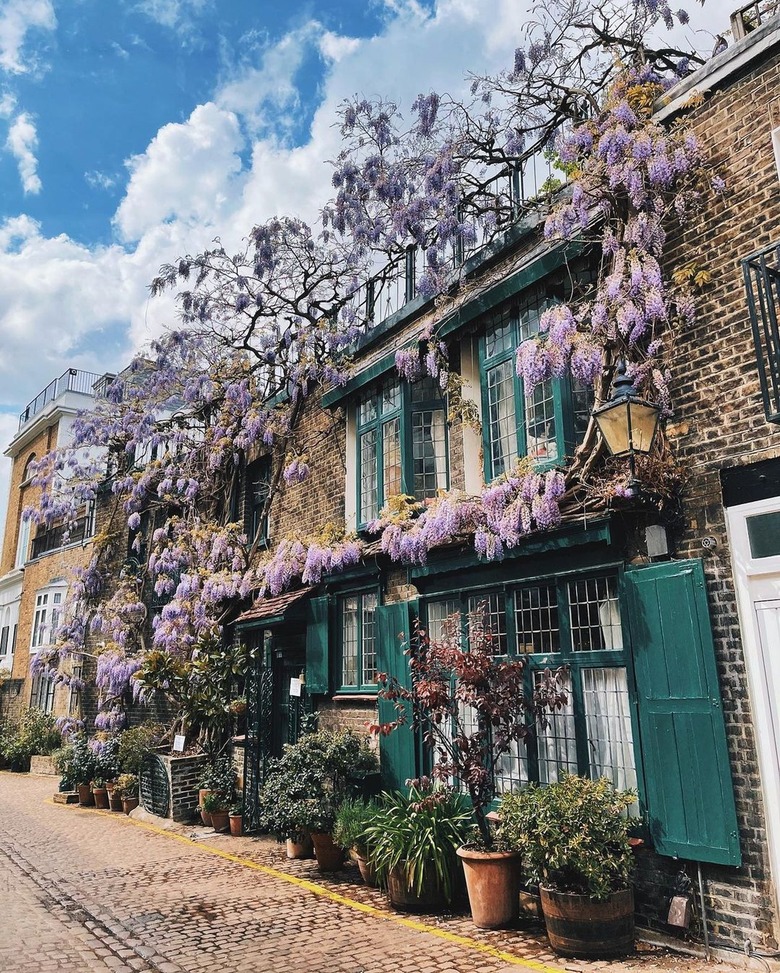 Brick homes with windows that have green shudders and floral-covered vines over the brick.